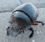 Beetle at Windhoek Airfield